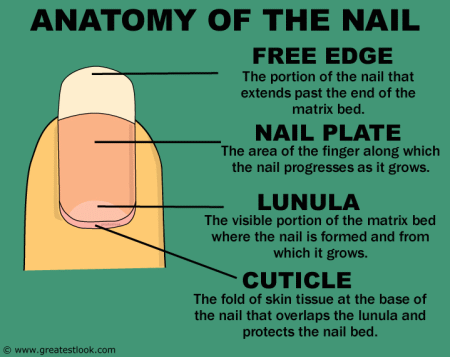 Anatomy of a finger nail
