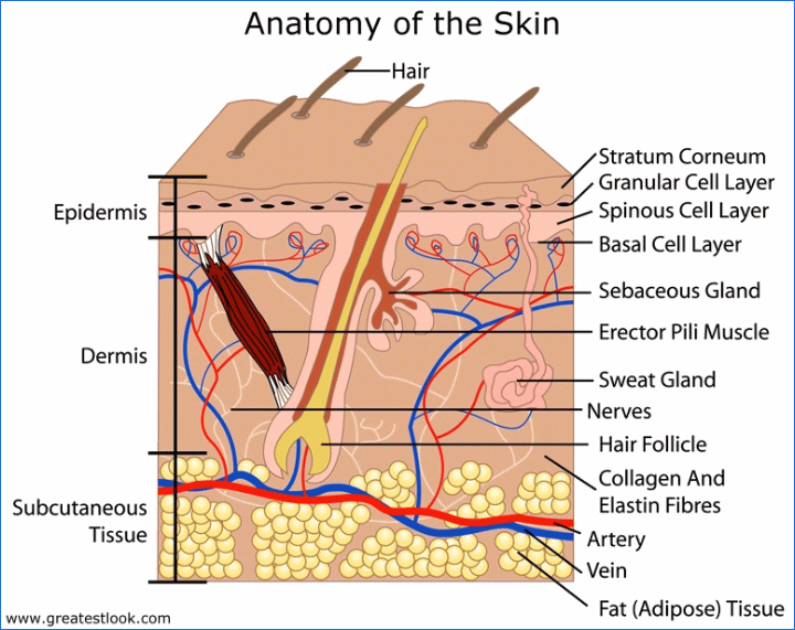 Anatomy of the skin