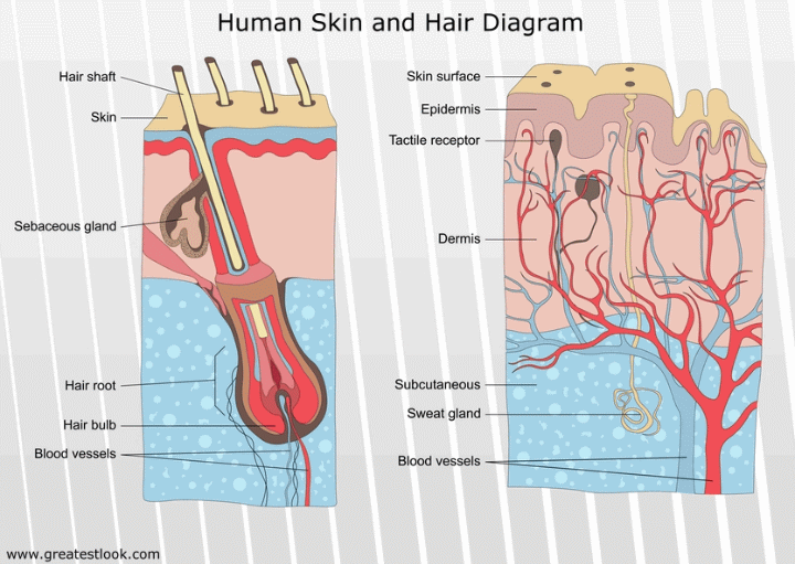 Human skin and hair diagram
